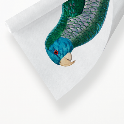 The Saint Lucia amazon, Amazona versicolor  - Art Print