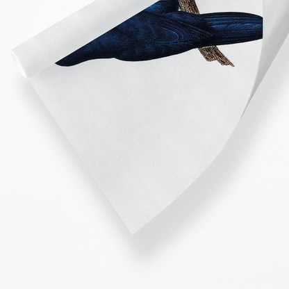 The Sparman Parakeet (Cyanoramphus novaezelandiae)  - Art Print