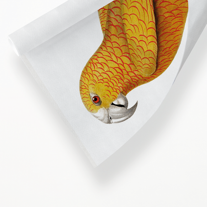 The Sun Parakeet, Aratinga solstitialis, male  - Art Print