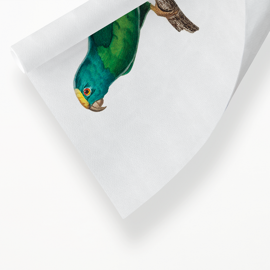 The Tui Parakeet, Brotogeris sanctithomae  - Art Print