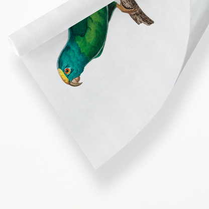 The Tui Parakeet, Brotogeris sanctithomae  - Art Print