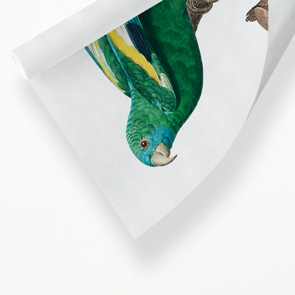 The white-winged parakeet, Brotogeris versicolurus - Art Print