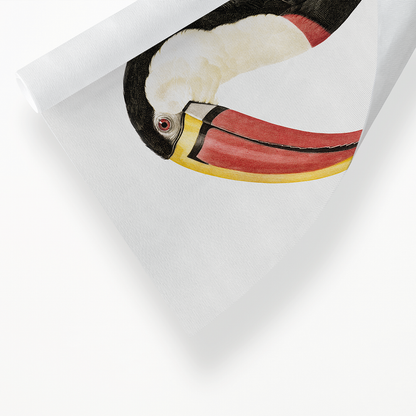 Toucan - Art Print