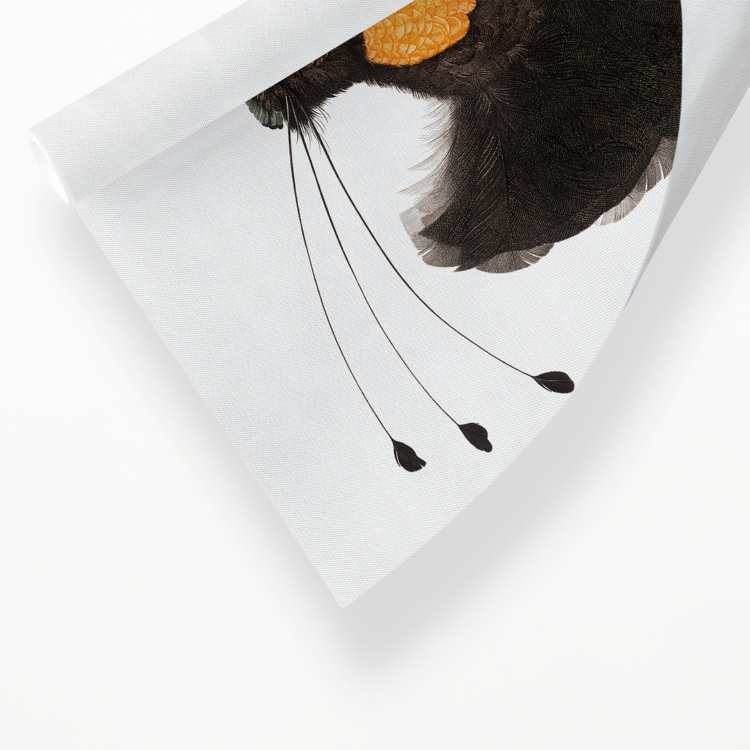 Western parotia - Art Print
