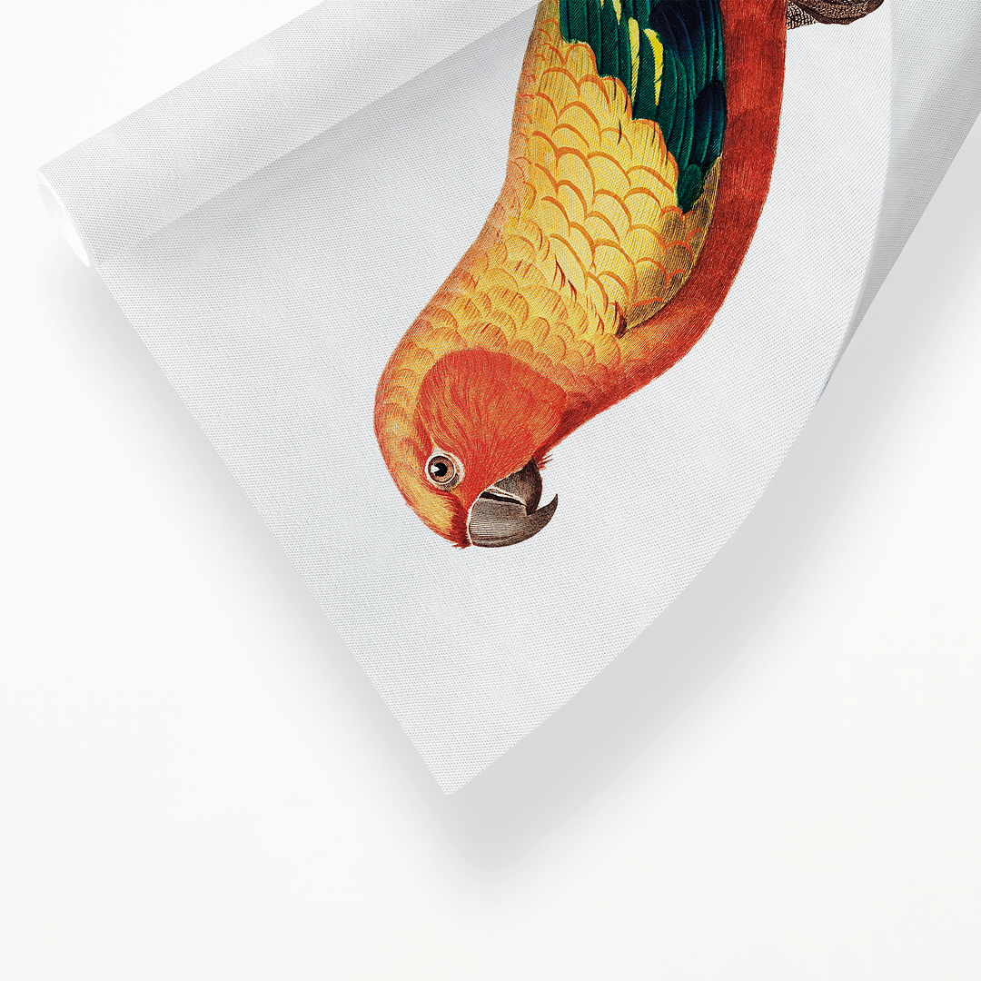The Sun Parakeet, Aratinga solstitialis, male - Art Print