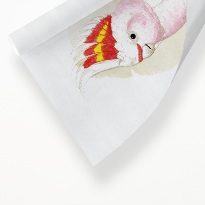 Leadbeater's Cockatoo - Art Print