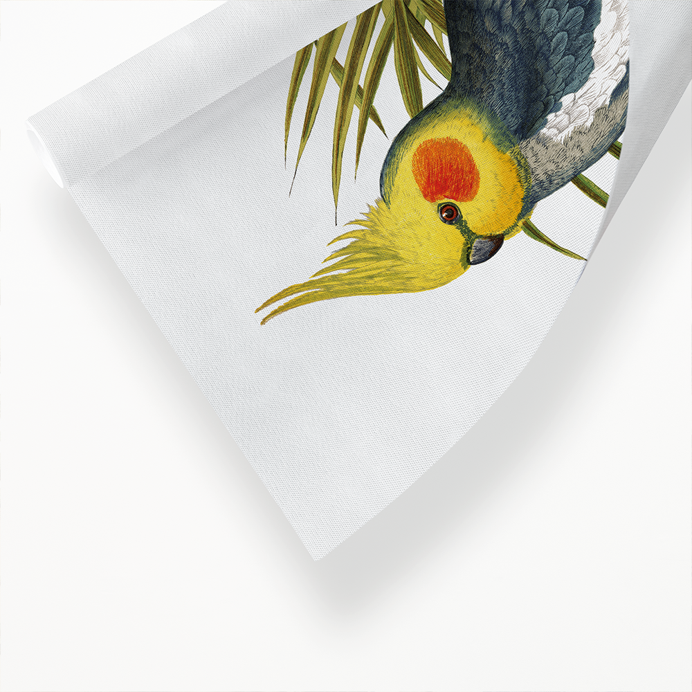 Cockatiel - Art Print