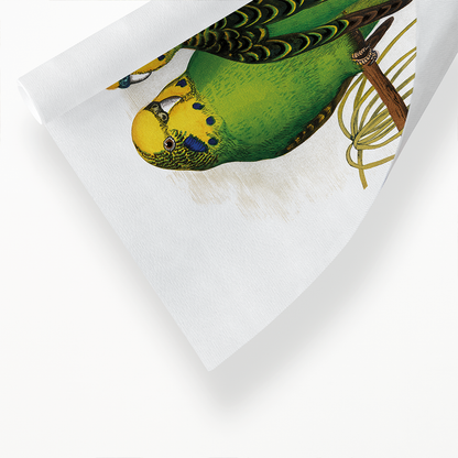 Budgerigar - Art Print