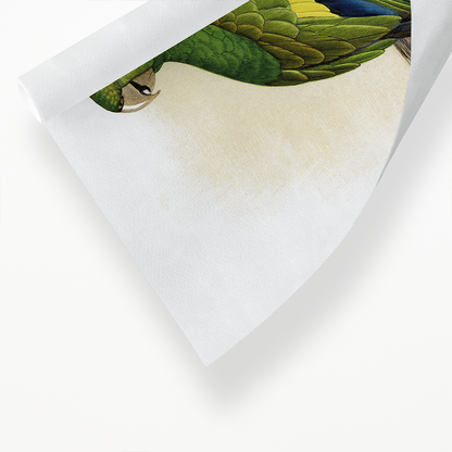 Canary-Winged Conure - Art Print