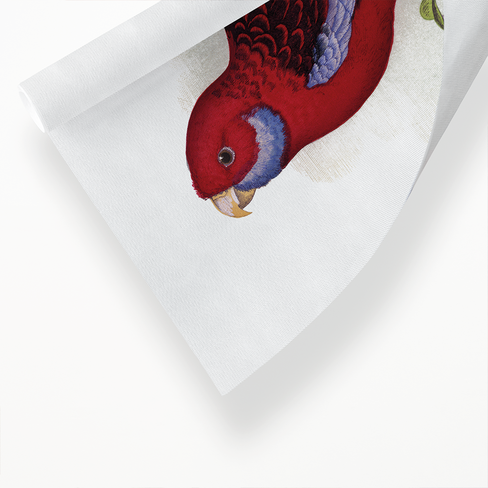 Pennant's Parrakeet - Art Print