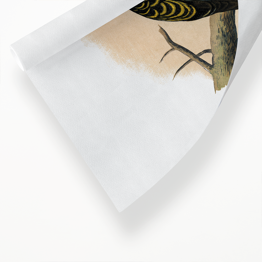 Pale-Headed or Mealy Rosella  - Art Print