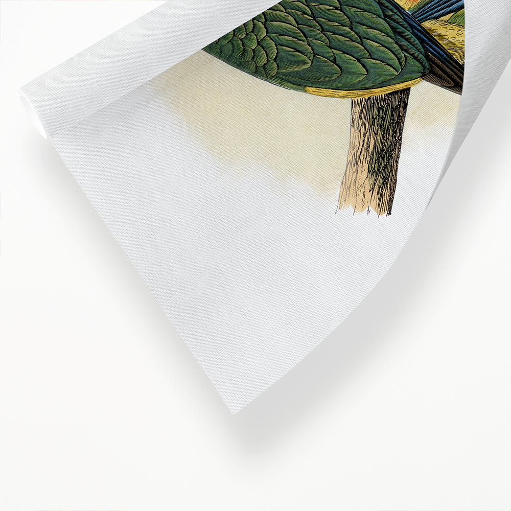 Pileated Parrakeet - Art Print