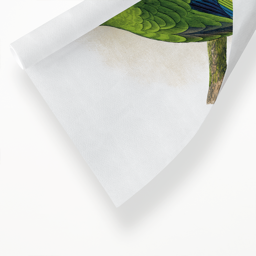 Petz's Conure - Art Print