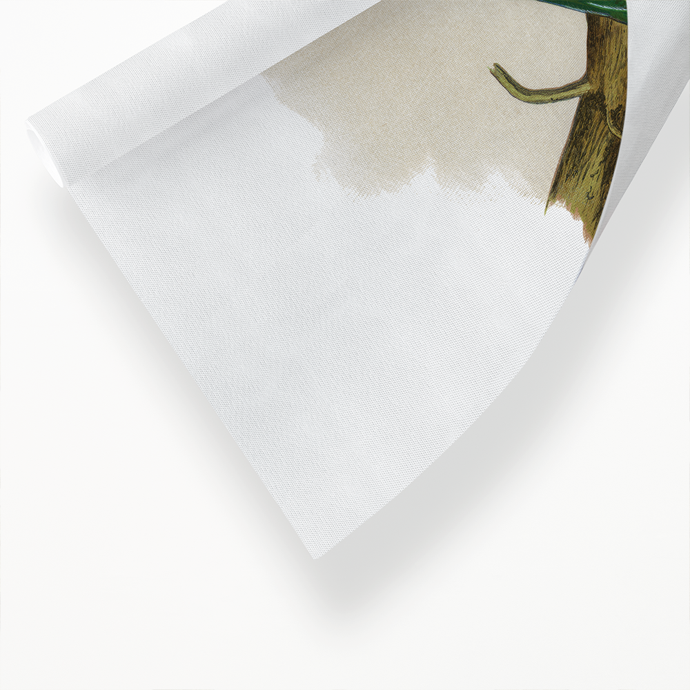 Alexandrine Parakeet - Art Print