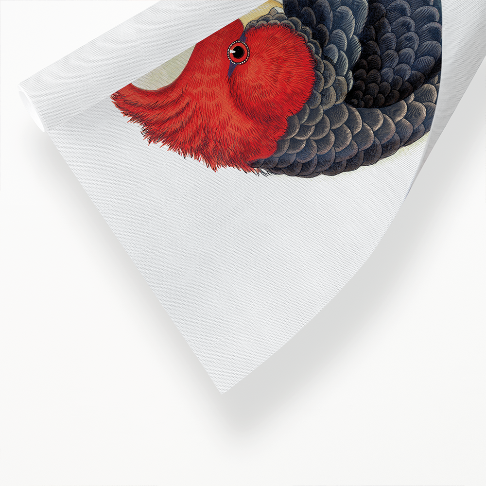Gang-Gang Cockatoo - Art Print