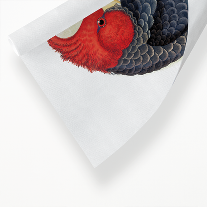 Gang-Gang Cockatoo - Art Print