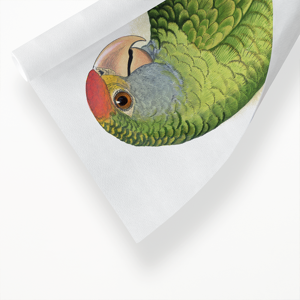 Dufresne's Amazon - Art Print