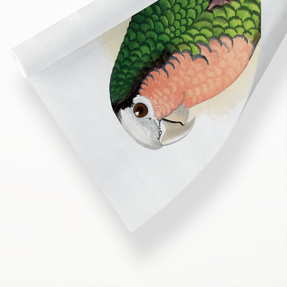 Red-Throated White-Fronted Amazon  - Art Print