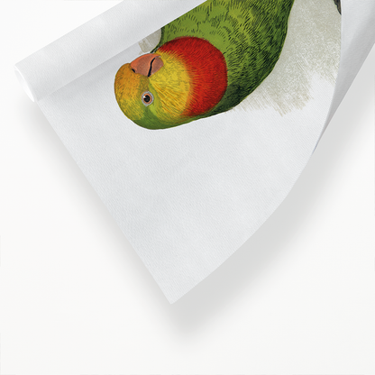 Barraband's Parakeet - Art Print