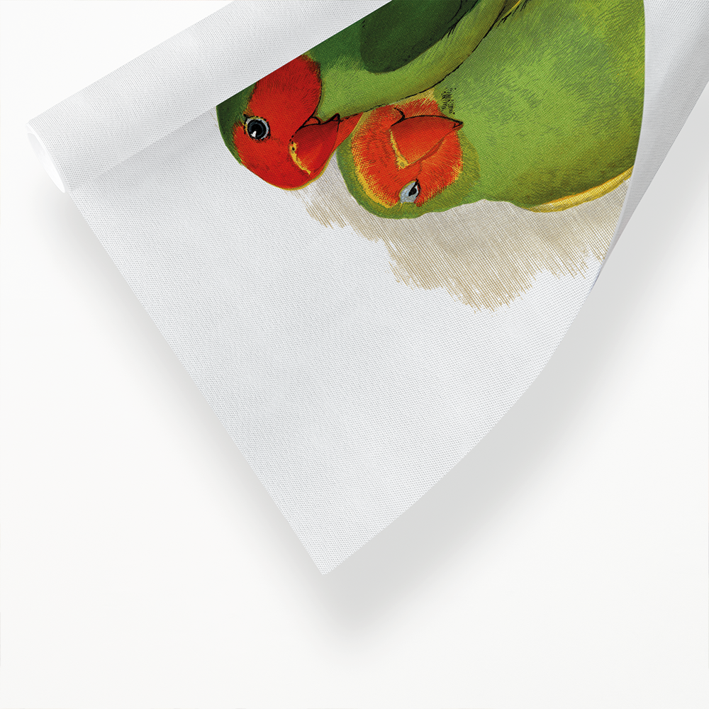 West African Love-Bird - Art Print