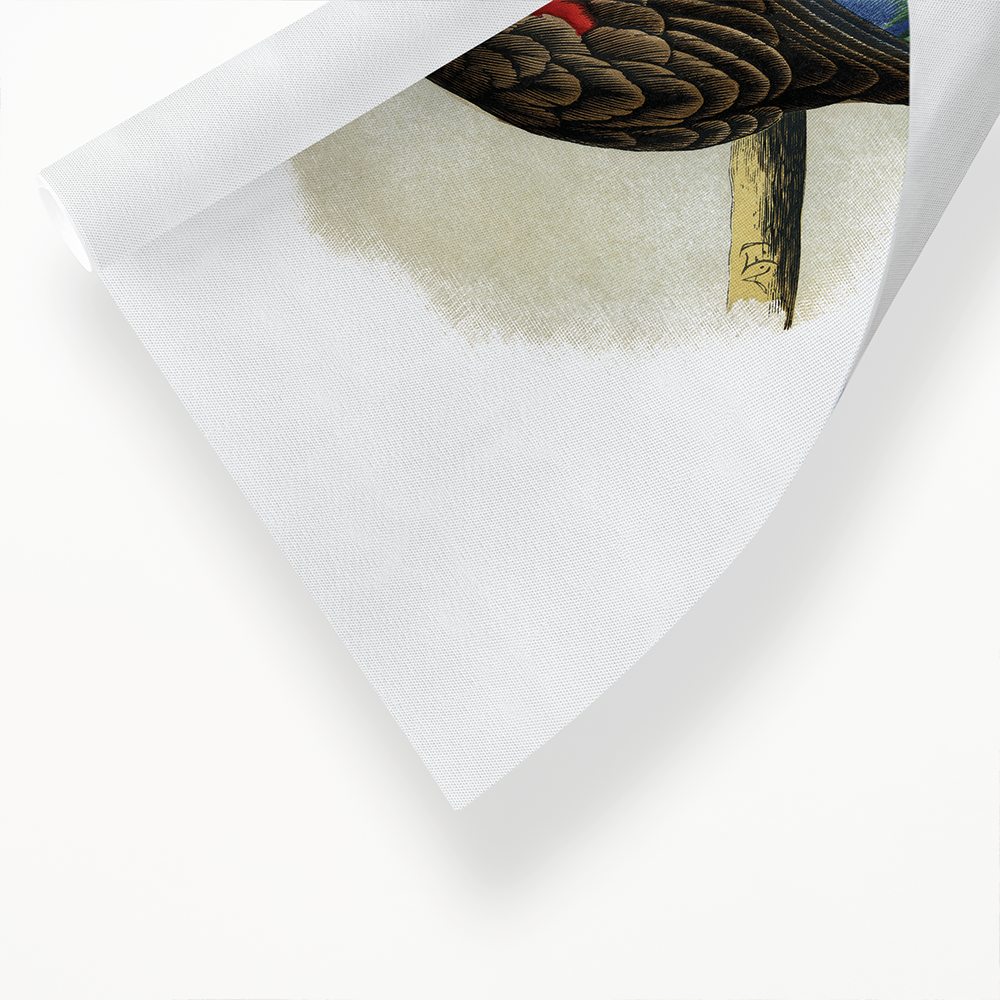 Beautiful or Paradise Parrakeet  - Art Print