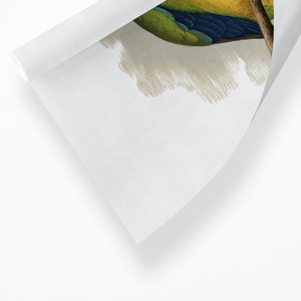 Elegant Parrakeet - Art Print