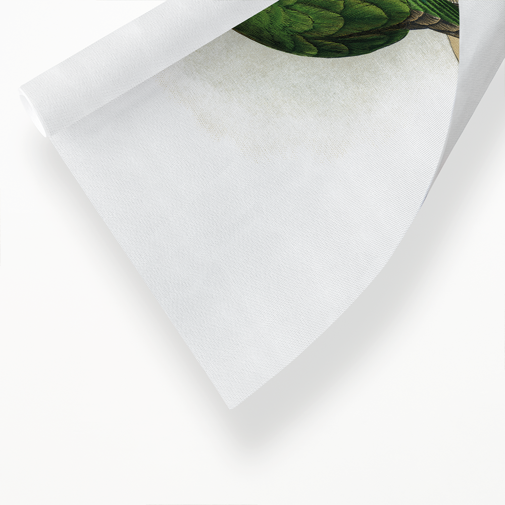 New Zealand Parrakeet  - Art Print