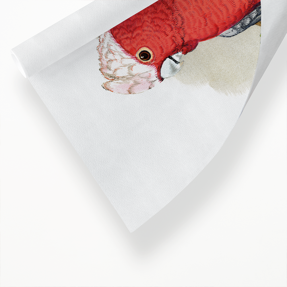 Rose-Breasted Cockatoo - Art Print