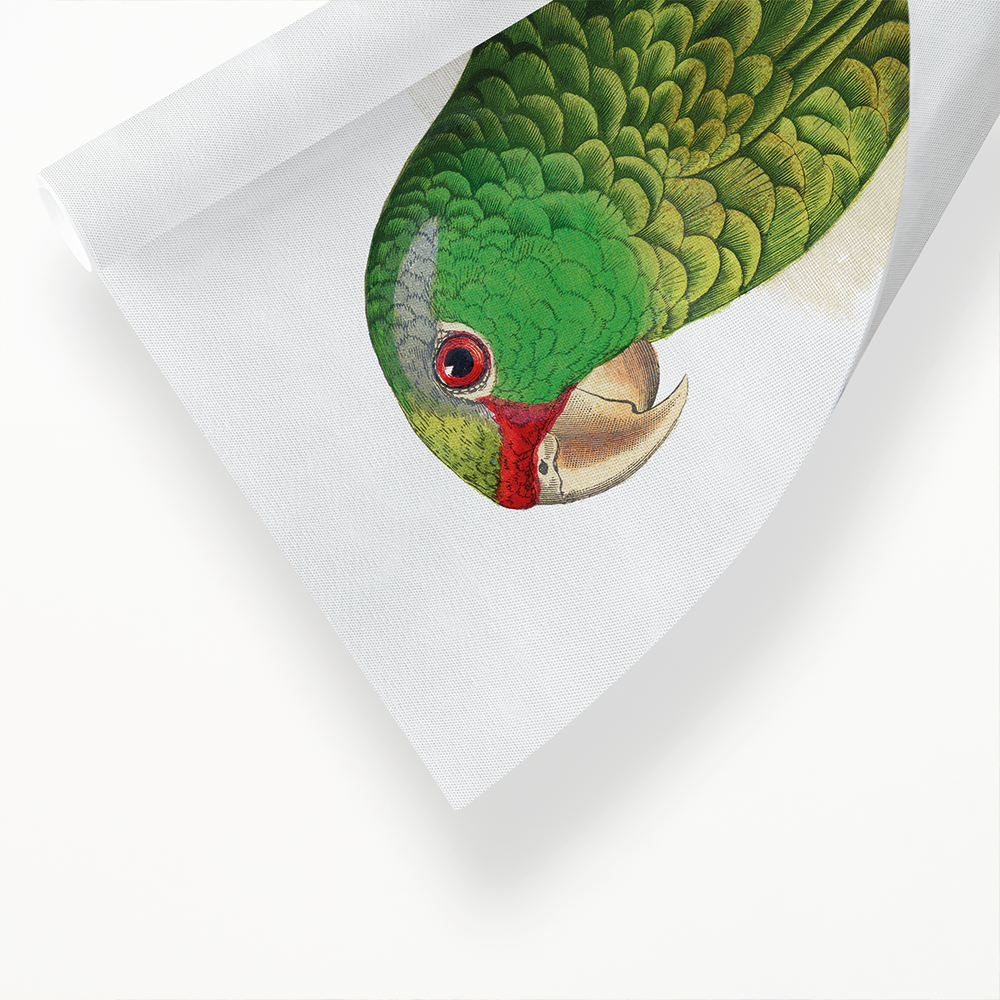 Festive Amazon Parrot - Art Print