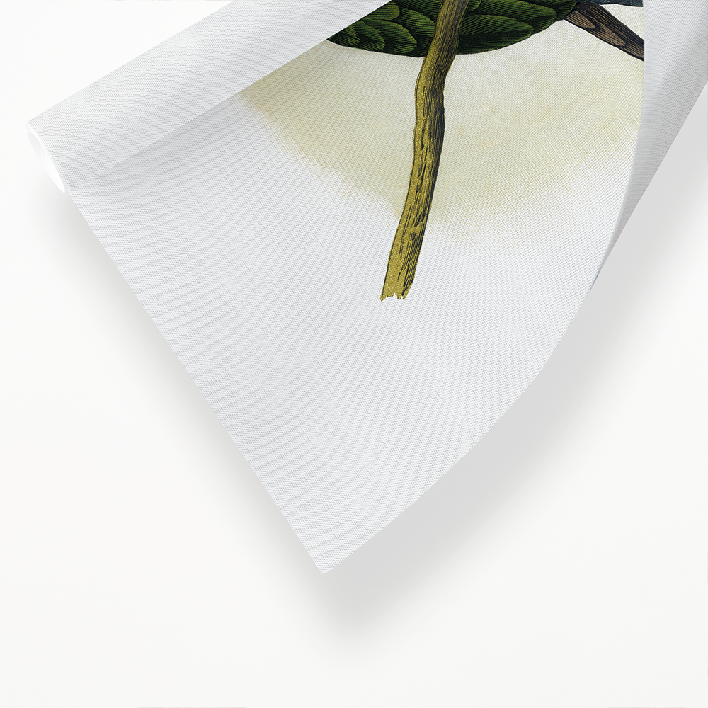 Carolina Parrot - Art Print