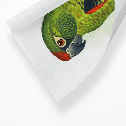 Jardine's Parrot - Art Print