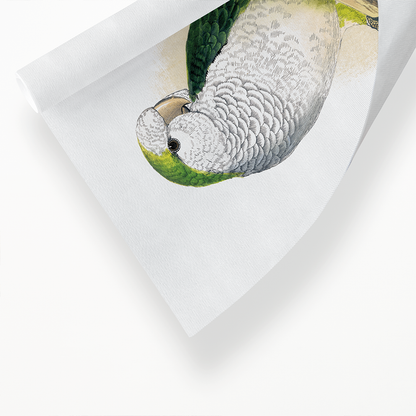 Quaker or Grey-breasted Parrakeet  - Art Print