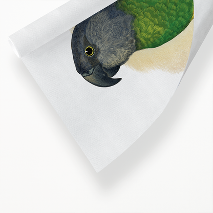 Senegal Parrot - Art Print