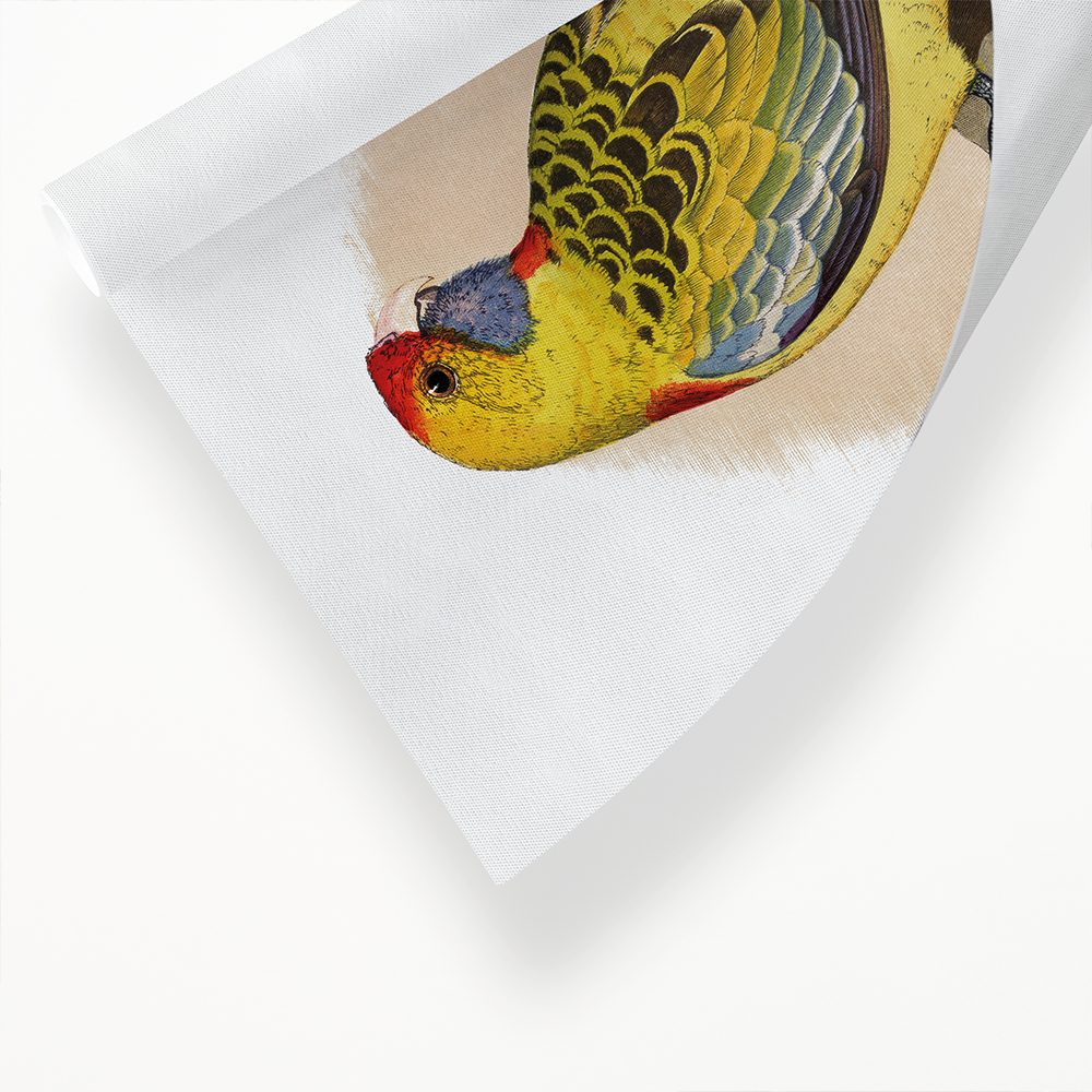 Yellow-Rumped Parrakeet  - Art Print