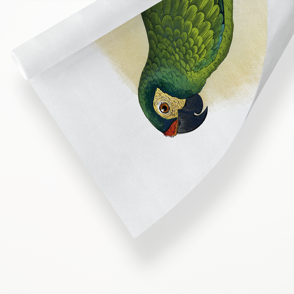 llliger's Macaw - Art Print