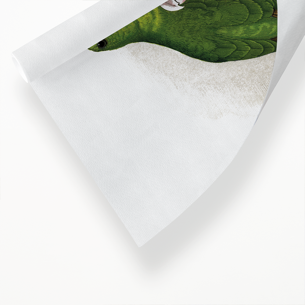 Passerine or Blue-winged Parrakeet  - Art Print