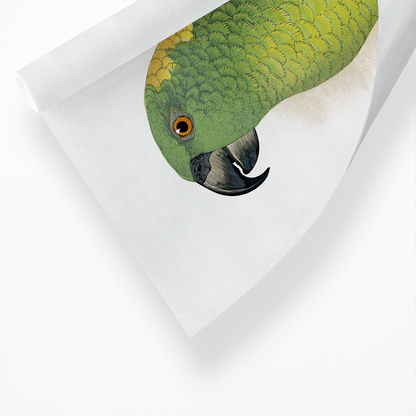 Yellow-Naped Amazon - Art Print