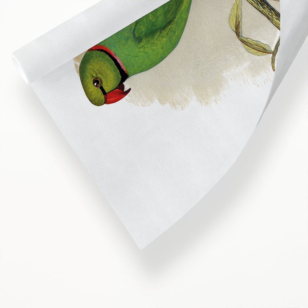 Ring-Necked or Bengal Parakeet  - Art Print