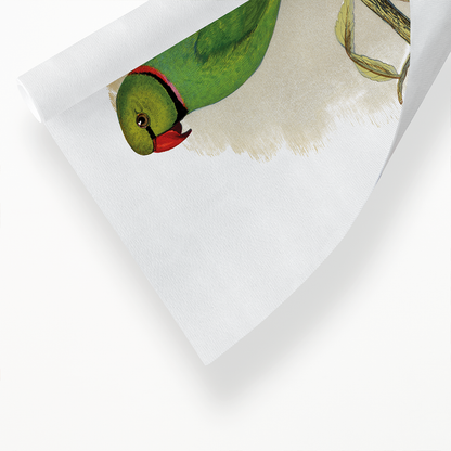 Ring-Necked or Bengal Parakeet  - Art Print