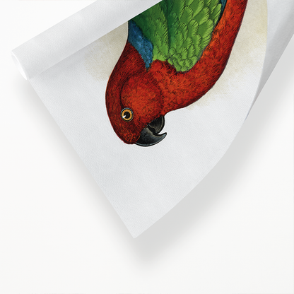 Red Shining Parrakeet - Art Print