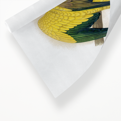 Golden or Queen Bavaria's Parrot  - Art Print
