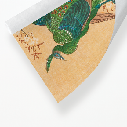 Peacock and Peahen on Branch By Ohara Koson - Art Print