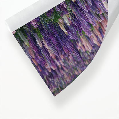 A field with lupine flowers - Art Print