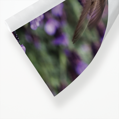 hummingbird feeding on lavender flowers - Art Print