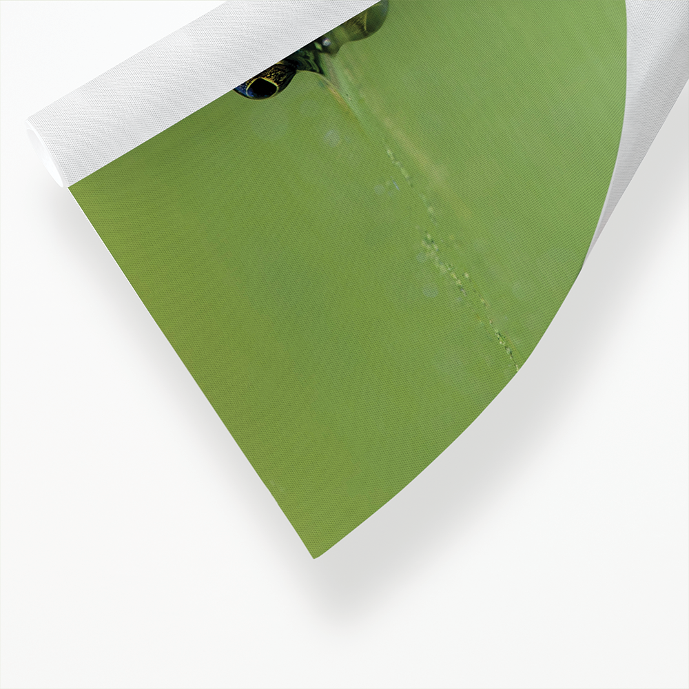 Green frog swimming in the water.  - Art Print