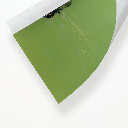 Green frog swimming in the water.  - Art Print