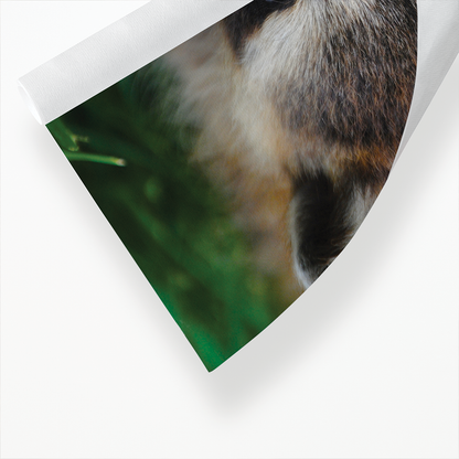 A close-up of a raccoon  - Art Print