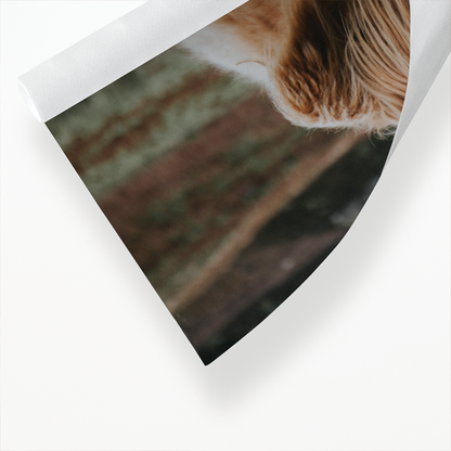 Calf - Art Print