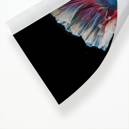 betta fish - Art Print