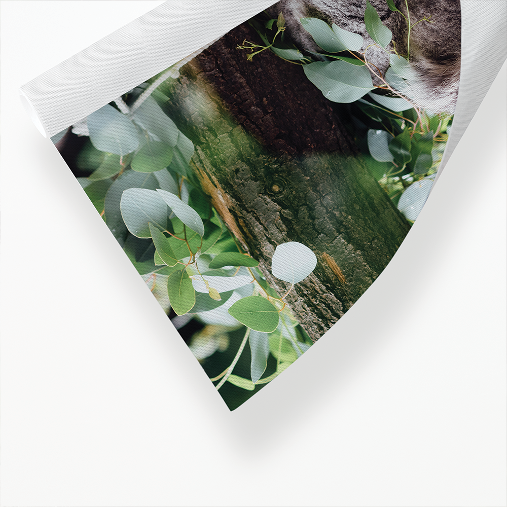 Koala sleeping on a tree branch - Art Print